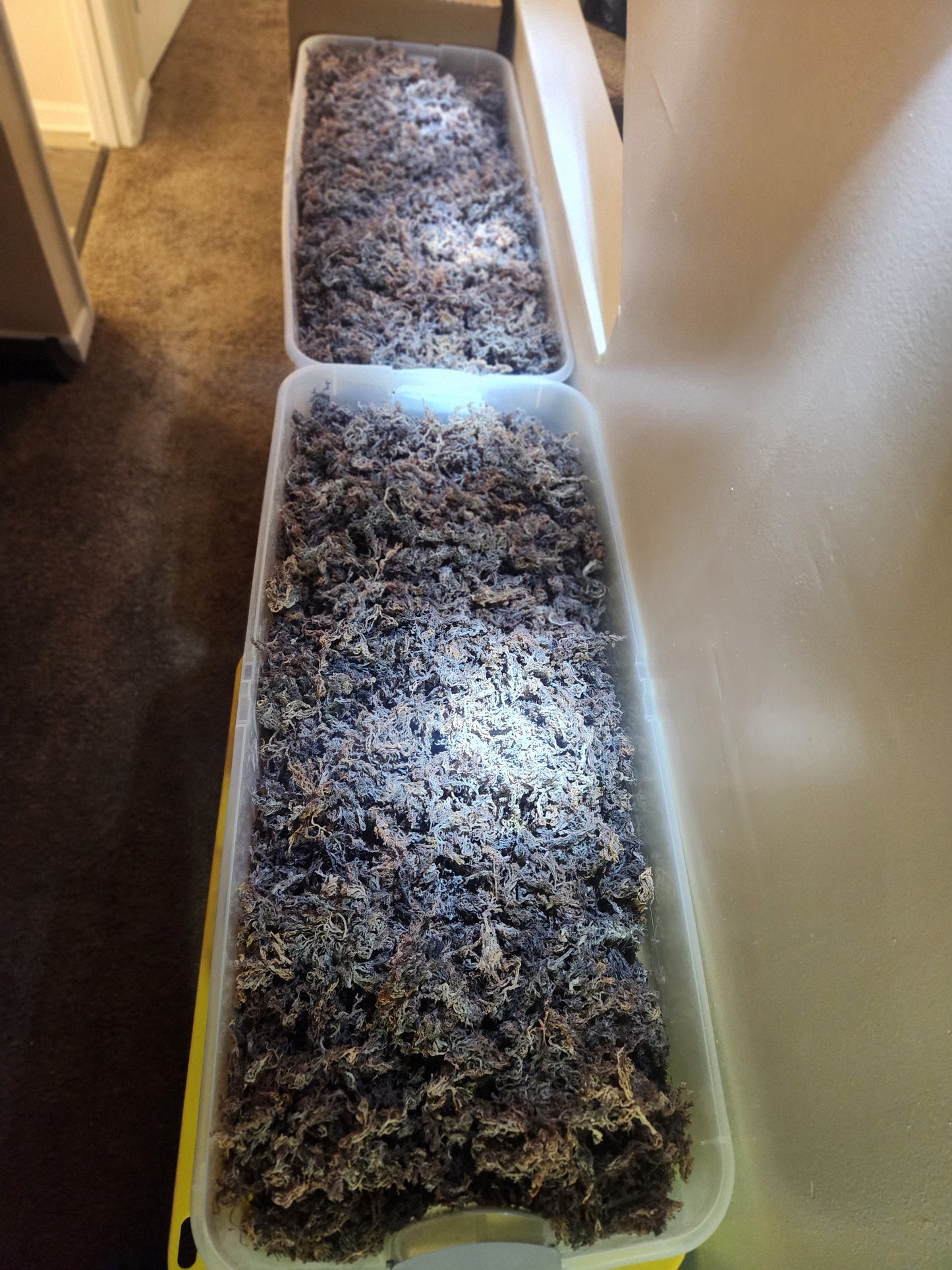 Purple Sundried Sea Moss - Earth's Clean and Pure
