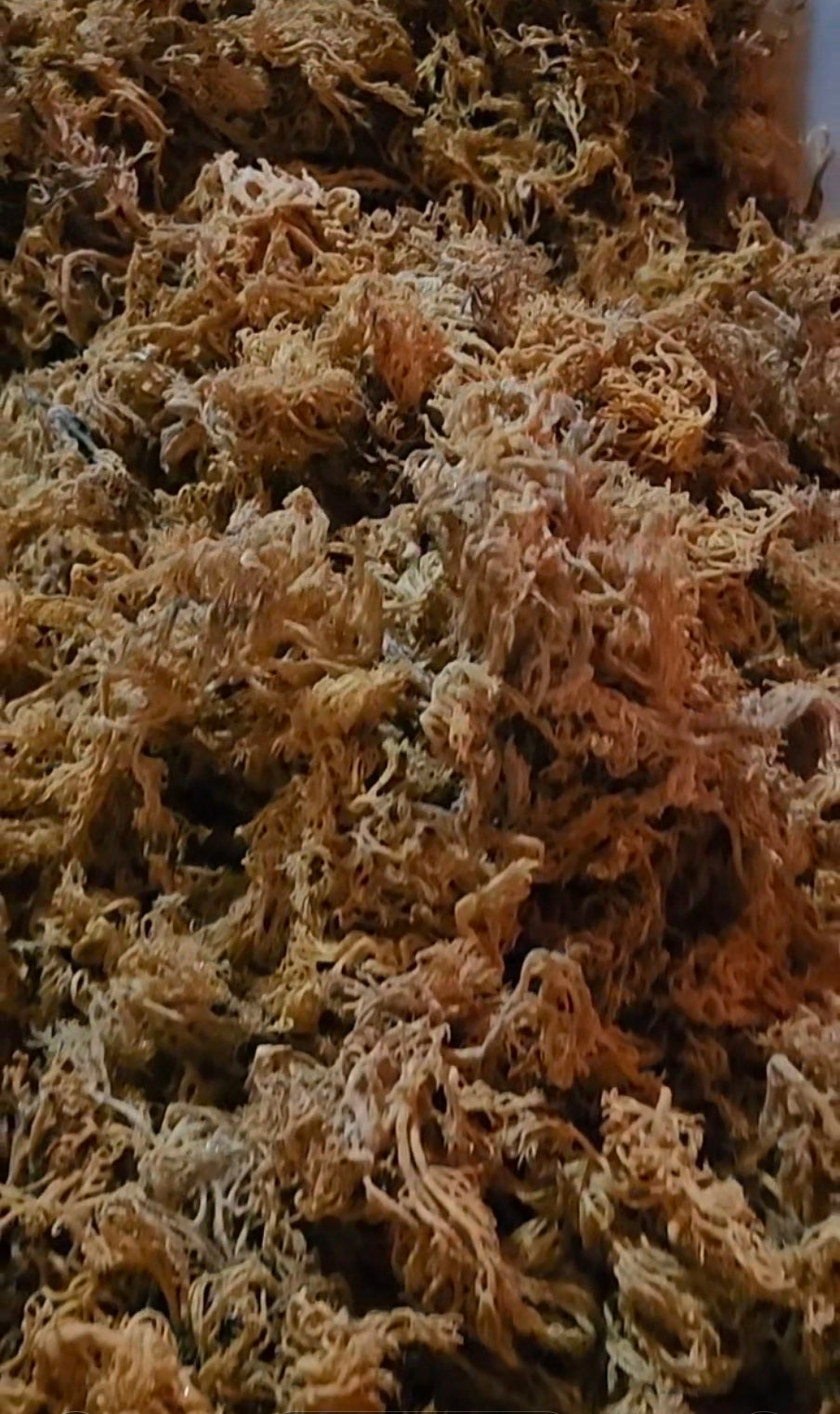 Gold Sundried Sea Moss - Earth's Clean and Pure