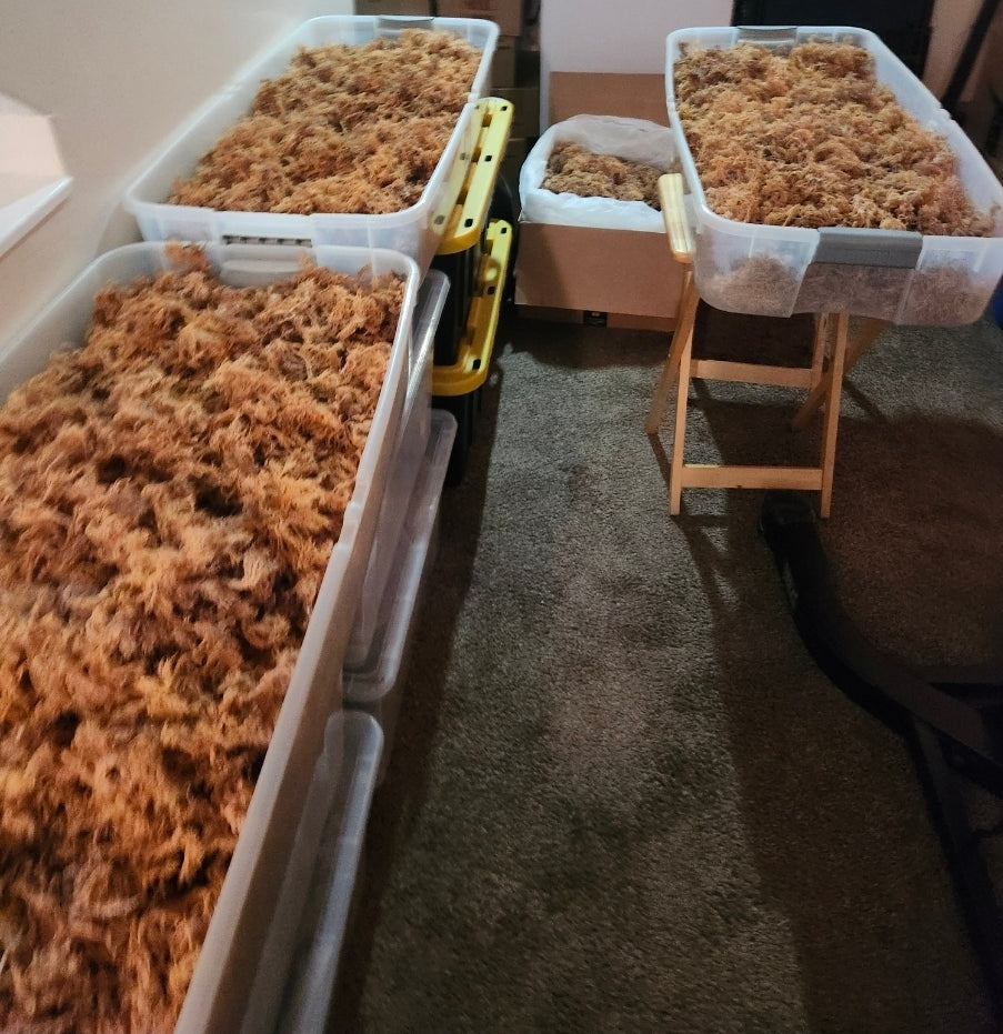 Gold Sundried Sea Moss - Earth's Clean and Pure