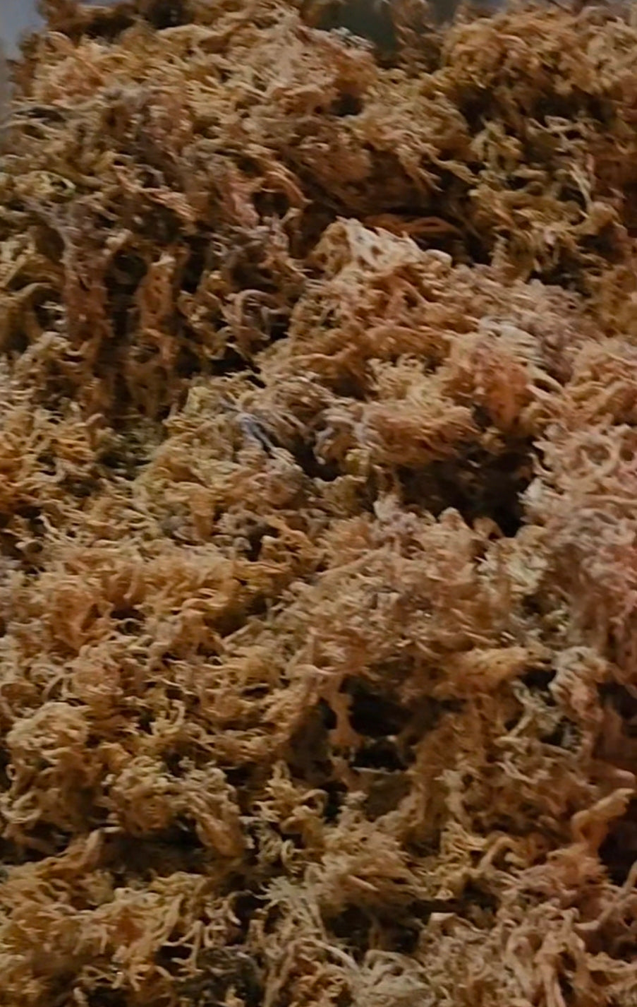 Gold Sundried Sea Moss - Earth's Clean and Pure