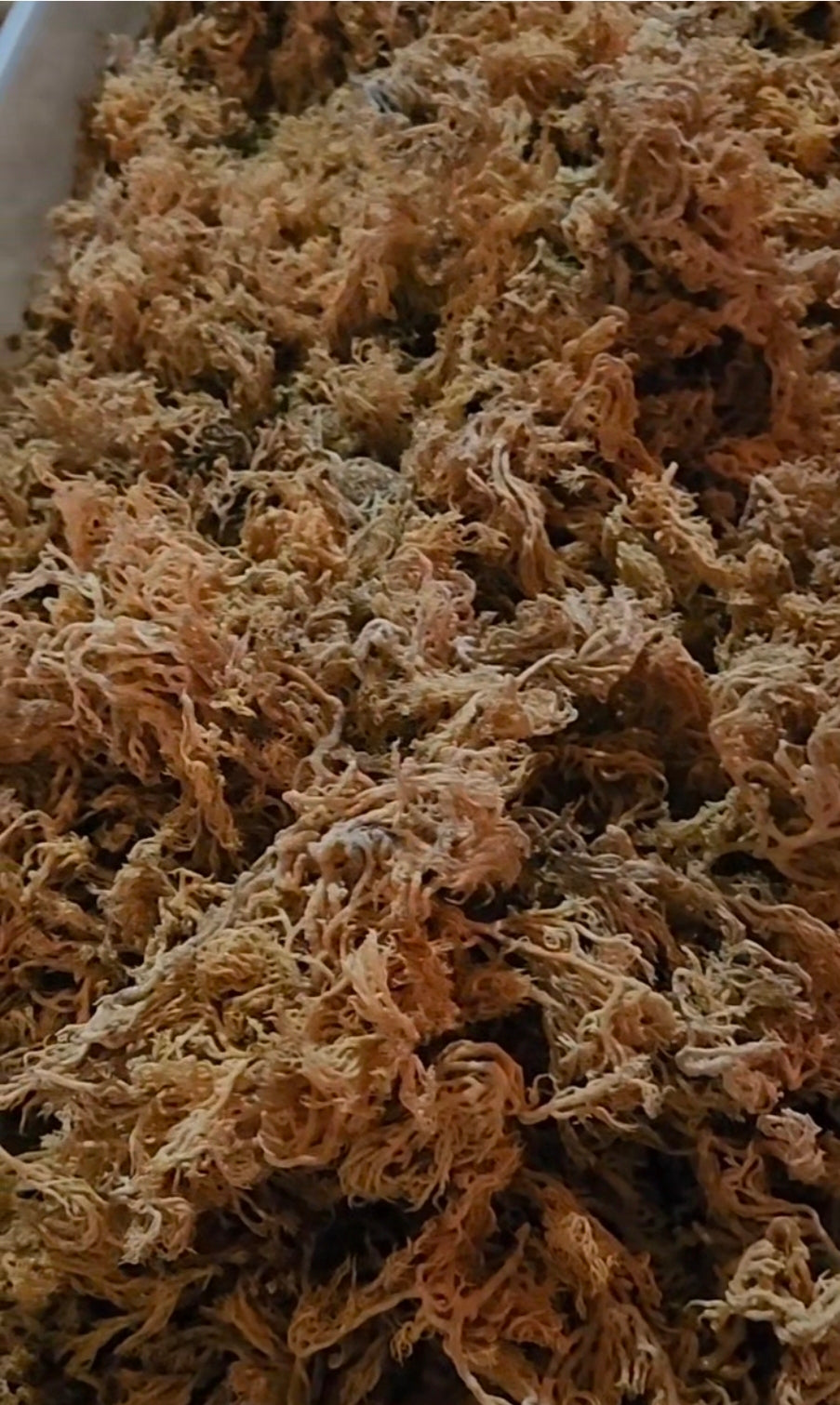 Gold Sundried Sea Moss - Earth's Clean and Pure