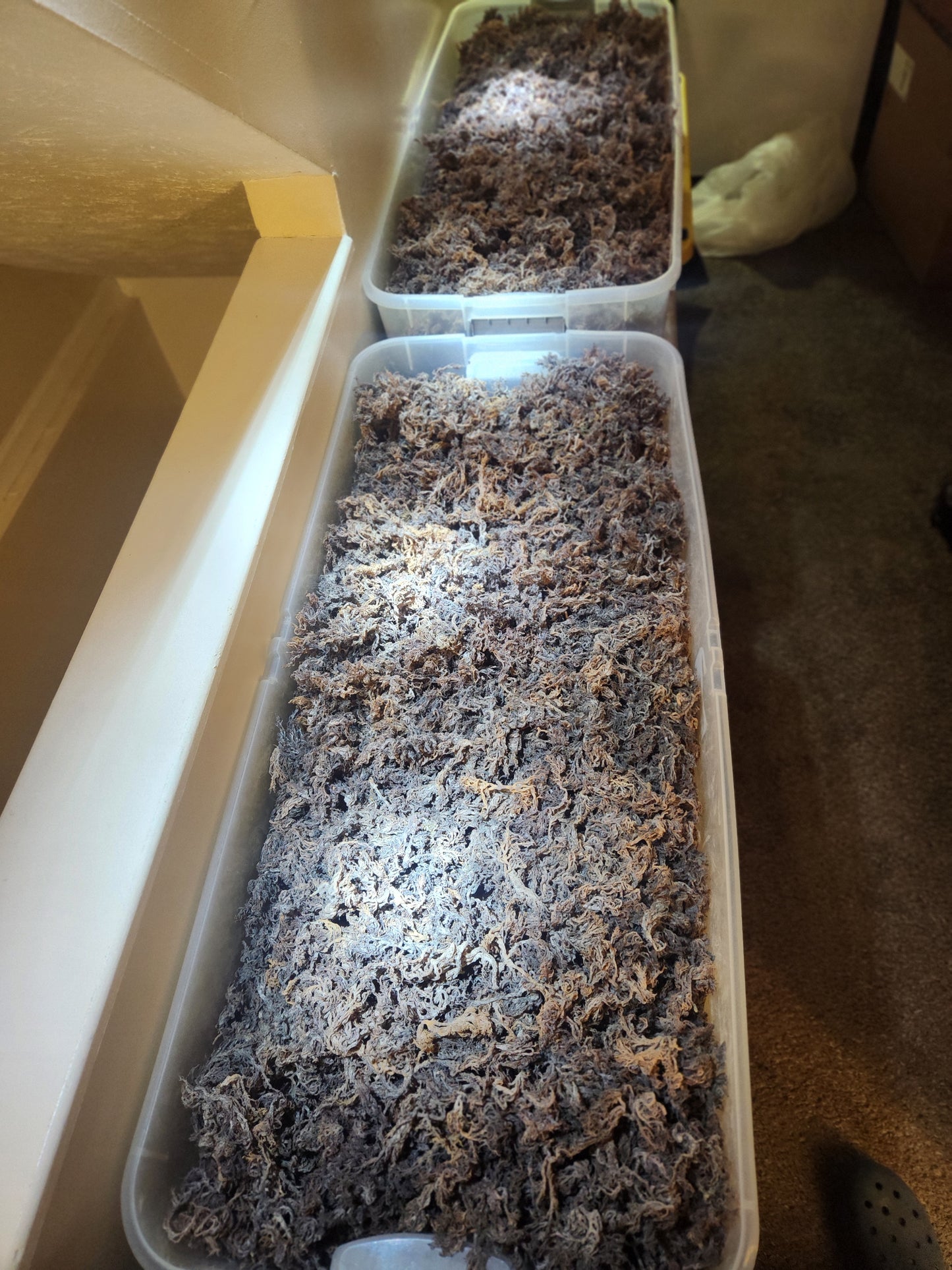 Purple Sundried Sea Moss - Earth's Clean and Pure