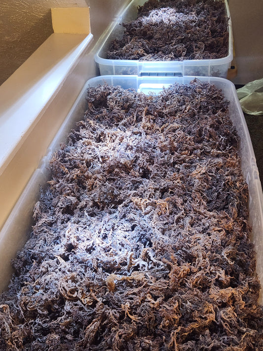 Purple Sundried Sea Moss - Earth's Clean and Pure